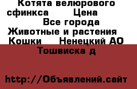 Котята велюрового сфинкса. .. › Цена ­ 15 000 - Все города Животные и растения » Кошки   . Ненецкий АО,Тошвиска д.